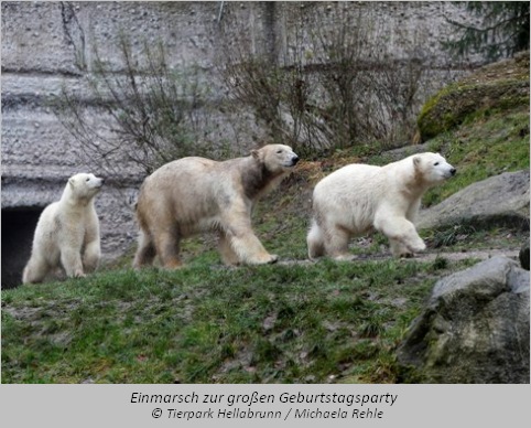 Die Eisbären Nela, Giovanna und Nobby  