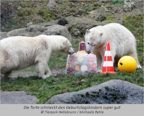 Eisbärenzweillinge Nela und Nobby lecken an der Geburtstagstorte