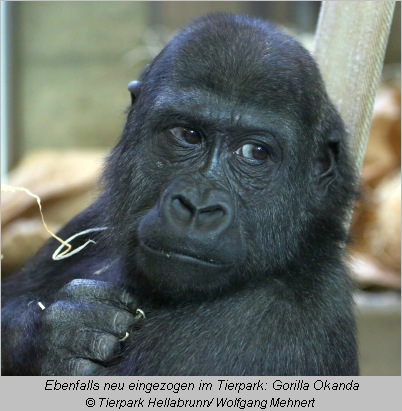 Gorilla Okanda im Tierpark Hellabrunn  