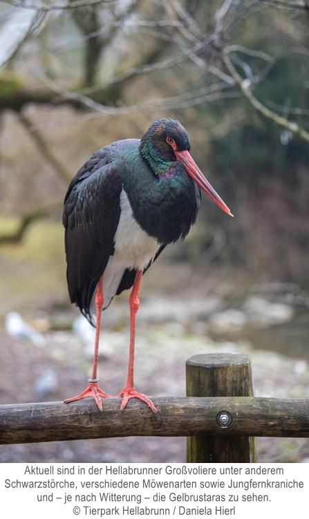 Schwarzstorch
