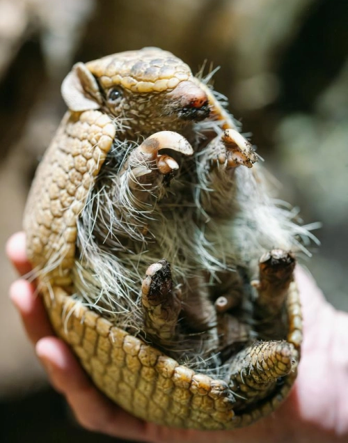 Südliches Kugelgürteltier rollt sich zusammen