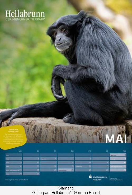 Siamang im Tierpark-Kalender - Mai 2022