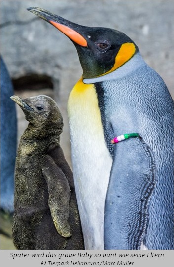 Das Königspinguin-Baby mit Vater Nautilus  
