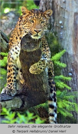 Chinesischer Leopard Julius lagert auf einem Baum