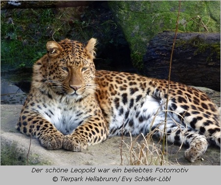 Chinesischer Leopard Julius im Tierpark Hellabrunn