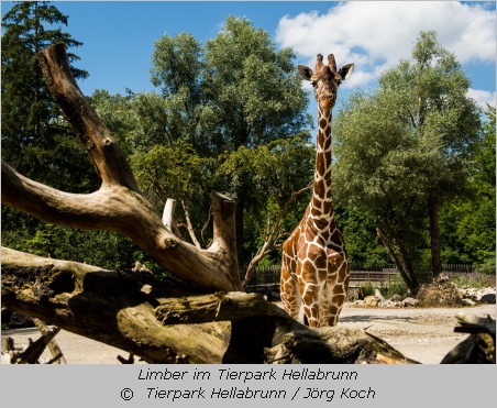 Giraffe Limber in der Giraffensavanne im Tierpark Hellabrunn  