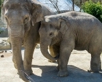 Elefant Ludwig mit Mama Temi