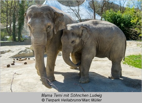 Elefant Ludwig und Mutter Temi - Hellabrunn 2015 