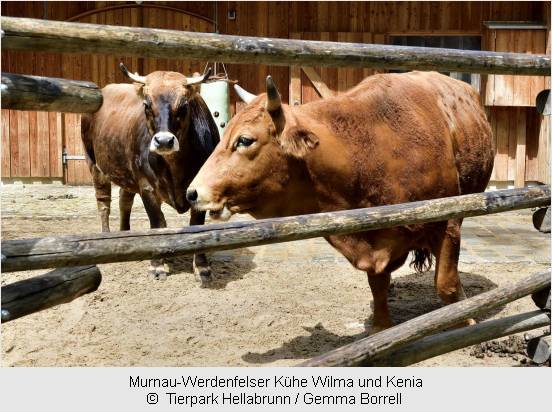 Die Murnau-Werdenfelser Kühe in Hellabrunn 