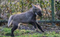 Mähnenwolf-Jungtier im Tierpark Hellabrunn