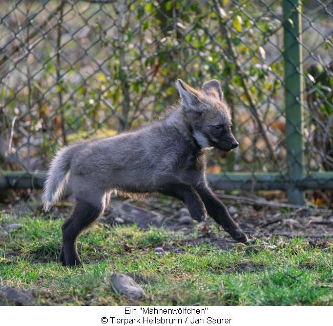 Mähnenwolf -Jungtier im Tierpark Hellabrunn