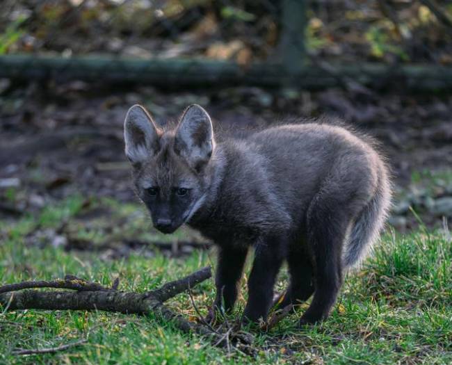Mähnenwolf -Jungtier im Tierpark Hellabrunn