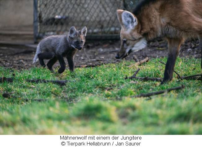 Mähnenwolf mit Jungtier im Tierpark Hellabrunn