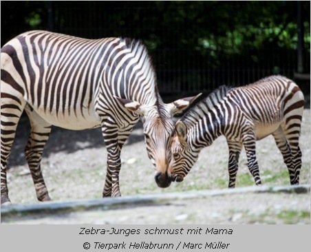 Zebra mit Fohlen 
