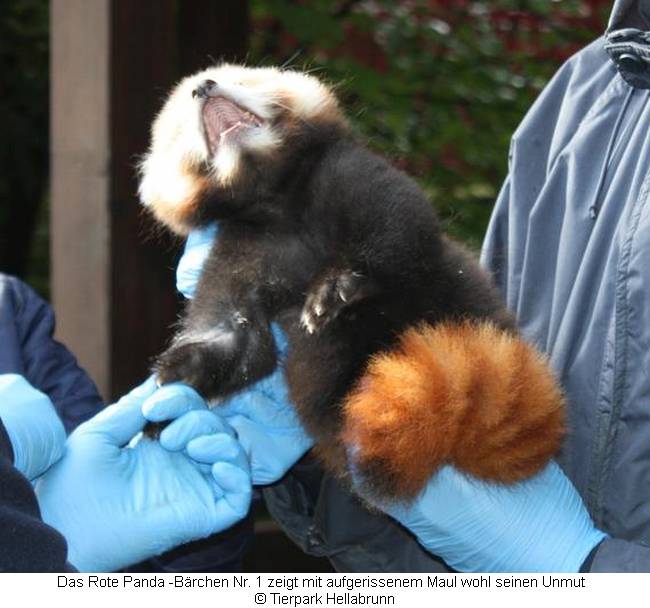 Tierpark Hellabrunn: Roter Panda Nr. 1 mit weit aufgerissenem Maul in den Händen eines Pflegers 