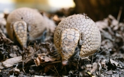 Nachwuchs bei den Südlichen Kugelgürteltieren in Hellabrunn