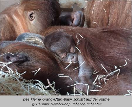 Orang-Utan-Baby im Tierpark Hellabrunn 2014