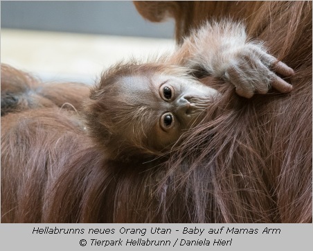 Orang Utan auf Mama Sittis Arm im Tierpark Hellabrunn 2017 