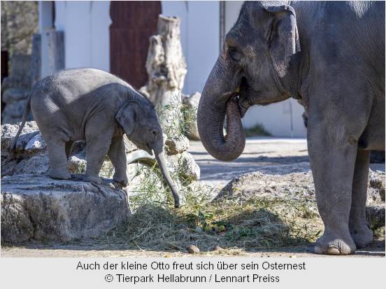 Der kleine Elefant Otto mit Mama Temi am Osternest