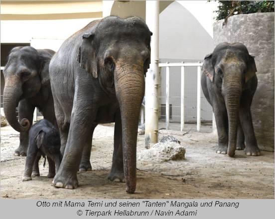 Elefant Otto mit Mama Temi und seinen "Tanten" Mangala und Panang  