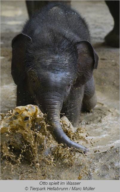 Elefantenbaby Otto spielt in der Riesenpfütze  