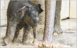 Elefantenbaby Otto spielt im Schlamm