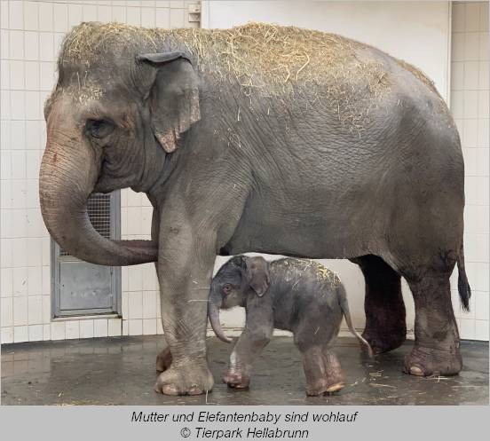Elefantendame Temi mit Baby Otto, der ihr nicht mal bis unter den Bauch reicht