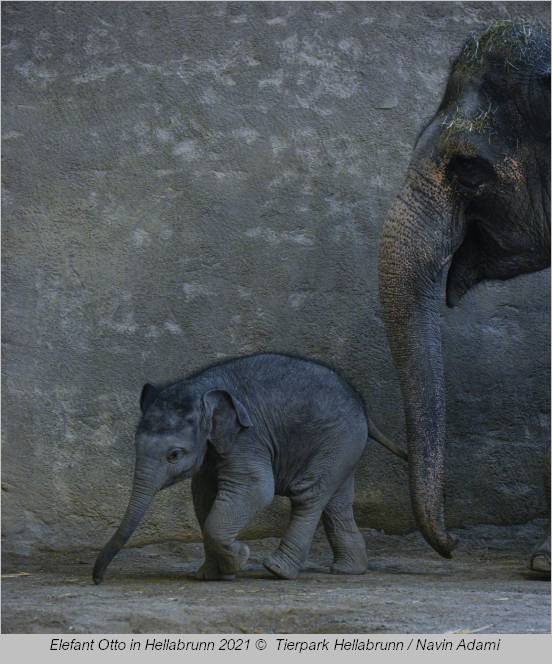 Elefant Otto mit Mama Temi