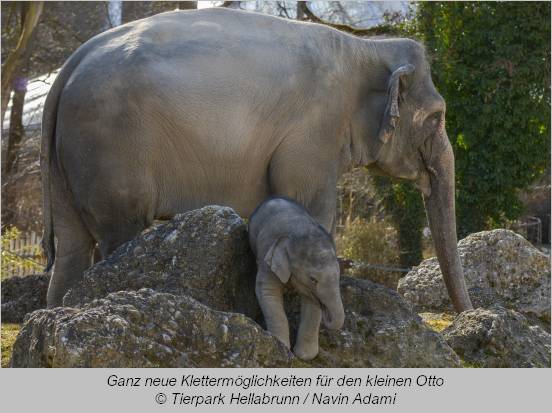 Elefant Otto klettert über einen großen Stein