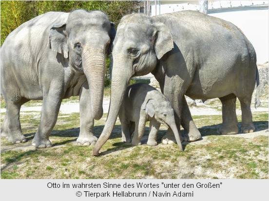 Elefanten-Kind Otto mit zwei großen Elefanten in der Außenanlage des Tierparks Hellabrunn