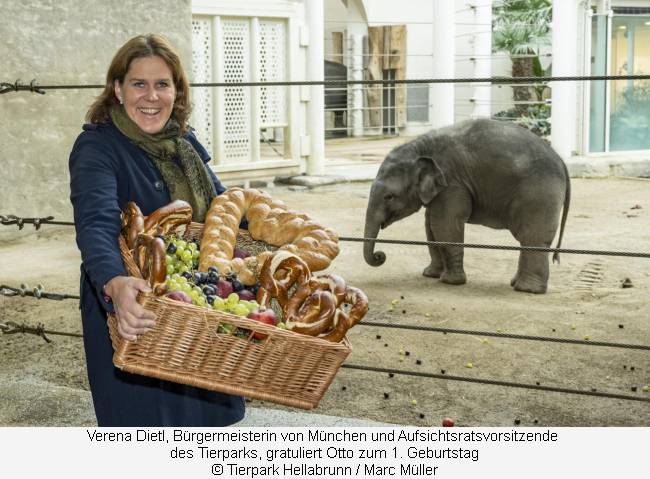 Verena Dietl gratuliert Elefantenkind Otto mit einem "Fresskorb" zum Geburtstag  