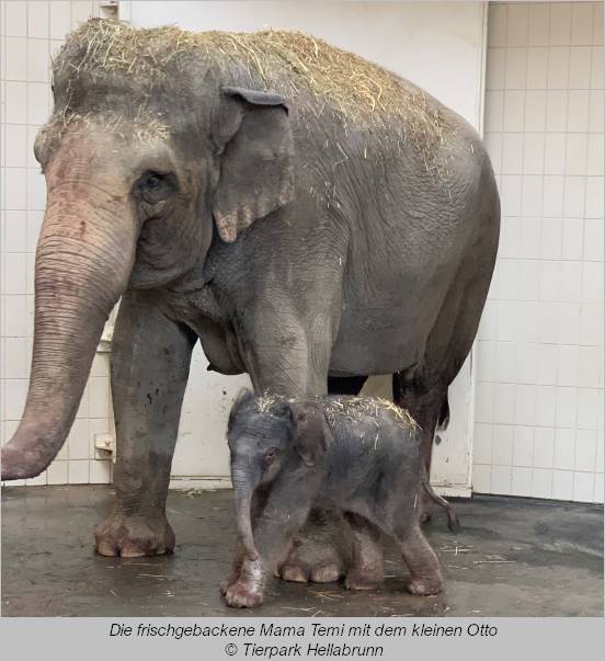 Elefant Temi und mit Elefantenbaby Otto 