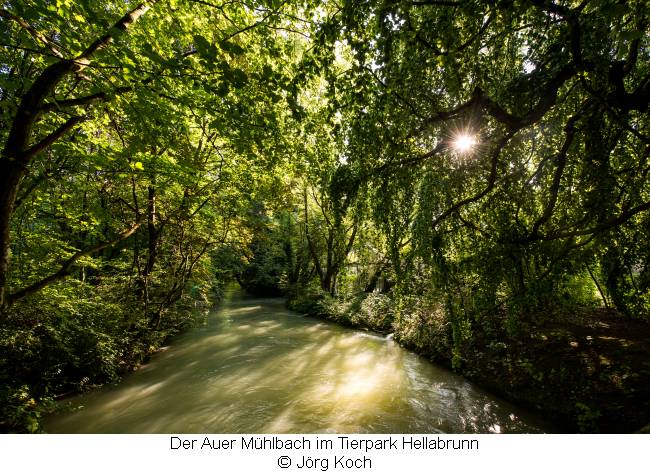Der Auer Mühlbach fließt durch den Tierpark Hellabrunn