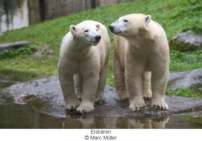 Eisbären im Tierpark Hellabrunn