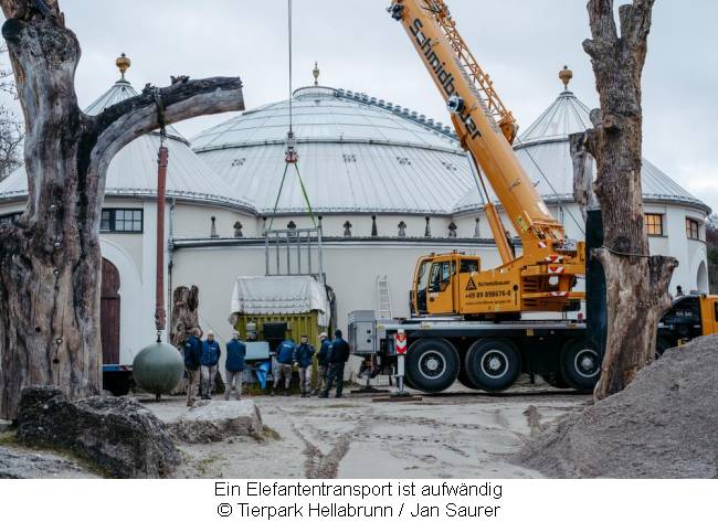 Elefantentransport mit Container und Kran  