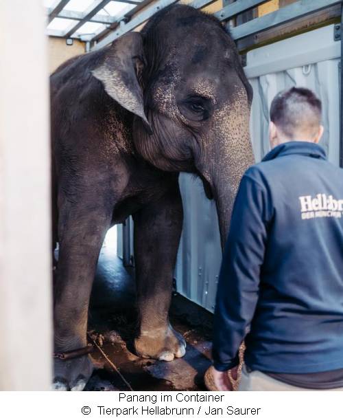 Elefantenkuh Panang im Container 