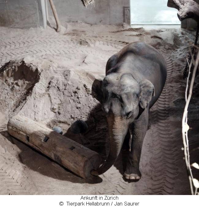 Panangs Ankunft in einer Halle im Züricher Zoo 