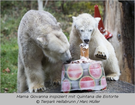 Eisbärenmama Giovanna mit Tochter Quintana an der Geburtstagstorte