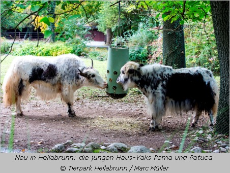 die neuen Haus-Yaks Pema und Patuca im Tierpark Hellabrunn  