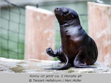 Das zwei Monate alte Mähnenrobbenbaby Ronny im Tierpark Hellabrunn