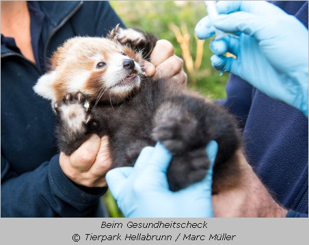 Gesundheitscheck für das Roter Panda - Jungtier aus dem Tierpark Hellabrunn im September 2018