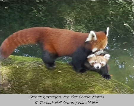Roter Panda Mama trägt ihr Junges