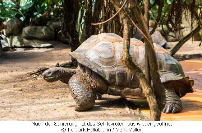 Riesenschildkröte im sanierten Schildkrötenhaus in Hellabrunn
