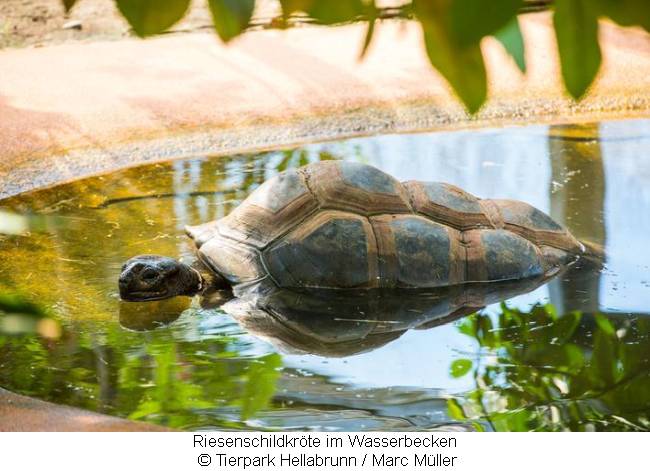 Riesenschildkröte im Wasserbecken