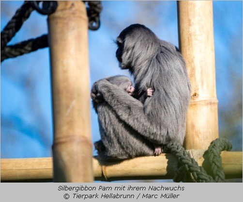 Silbergibbon-Weibchen Pam mit ihrem im März geborenen Baby