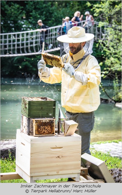 Imker Zachmayer bei seinen Bienen im Tierpark Hellabrunn  