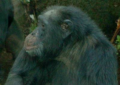 Schimpanser Toni 2011