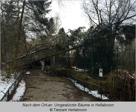 Umgestürzte Bäume nach Orkan (31.03.15) in Hellabrunn 