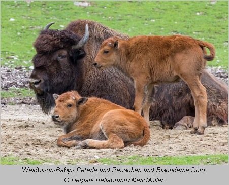 Waldbison-Babys und Bisondame Doro im Tierpark Hellabrunn 2015 450 r