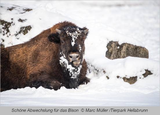 Ein Bison genießt den Schnee